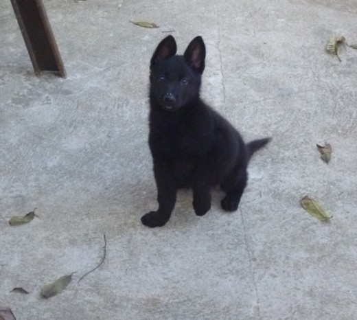 Sultán - 2 meses de edad Sultán - 2 meses de edad